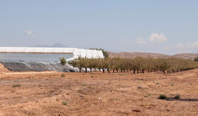 Invernaderos transformados en campas de coches: la tendencia junto al aeropuerto Alicante-Elche