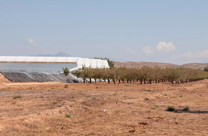 Invernaderos transformados en campas de coches: la tendencia junto al aeropuerto Alicante-Elche